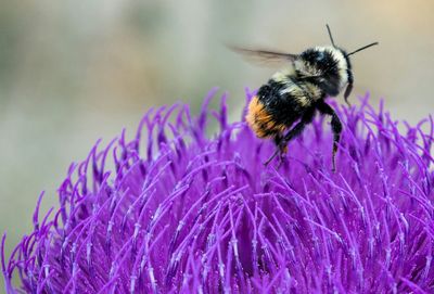 Close-up of bee on purple flower