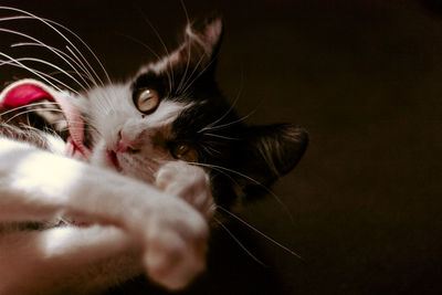 Close-up of cat looking away