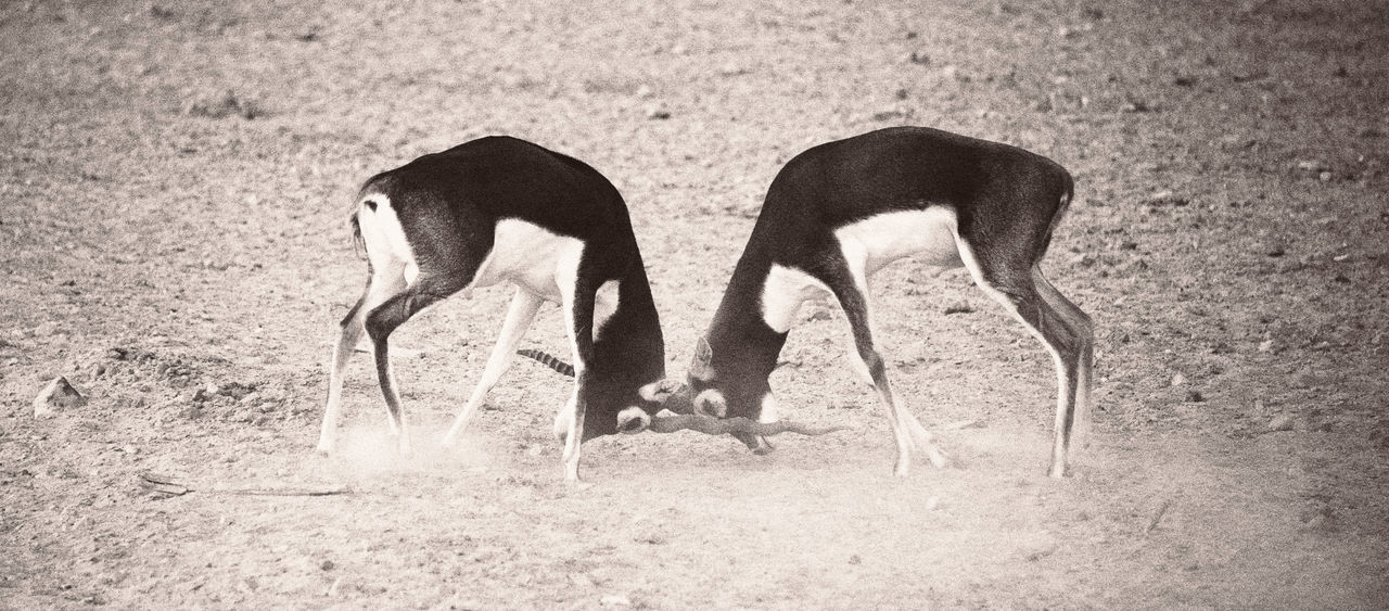 Wildlife in anantara hotel