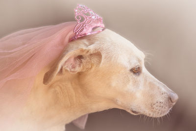 The princess  labrador retriever girl