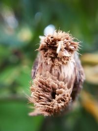 Close-up of wilted flower