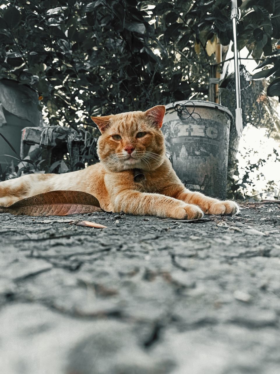 mammal, animal, animal themes, pet, one animal, domestic animals, cat, feline, domestic cat, relaxation, portrait, looking at camera, no people, felidae, day, resting, lying down, sitting, nature, selective focus, small to medium-sized cats, whiskers