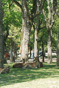 Trees in park