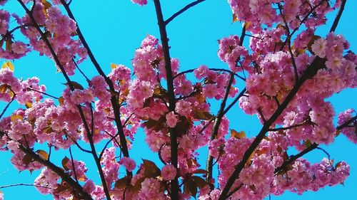 Low angle view of cherry blossoms against sky