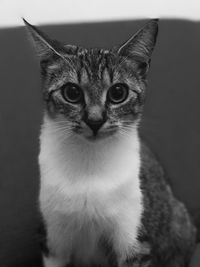 Portrait of cat