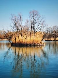 Bare trees by lake against sky