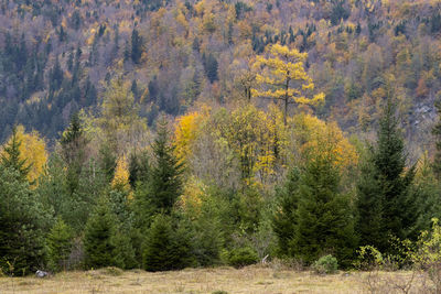 Pine trees in forest during autumn