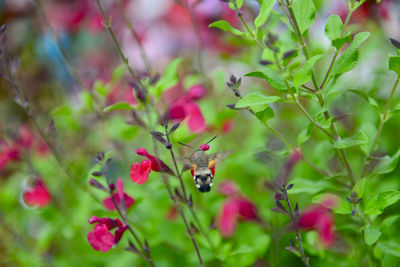 View of insect on red flowering plant