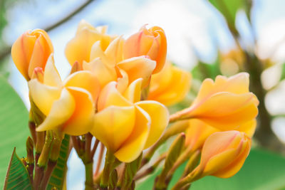 Close-up of yellow flowering plant