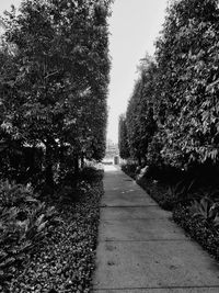 Empty road amidst trees against clear sky