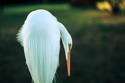 Close-up of a bird