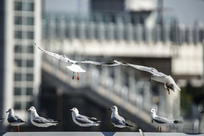 Low angle view of seagull flying