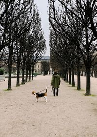 Rear view of people walking by dog on bare trees