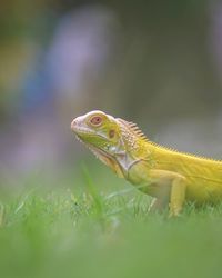 Close-up of lizard on a field