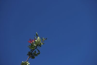 Low angle view of flowering plant against blue sky