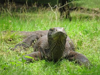 Lizard in a field