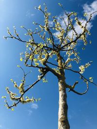 Low angle view of flowering tree against blue sky