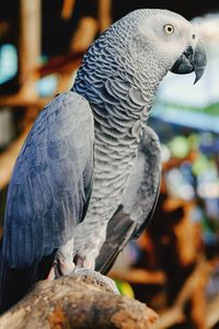 Close-up of parrot perching