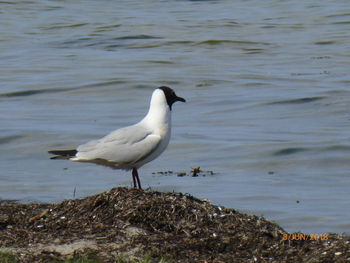 Bird perching on a lake