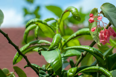 Close-up of plants against sky