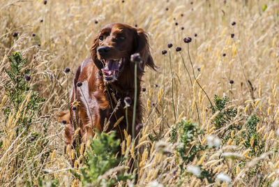 Dog running in a field