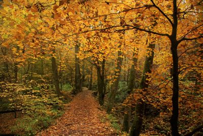 Autumn leaves on tree trunk