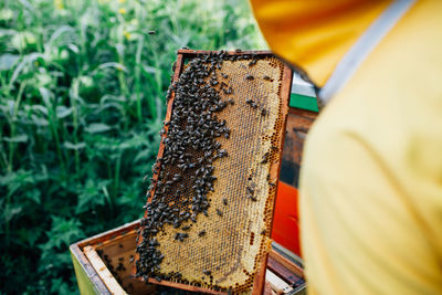 Midsection of beekeeper holding beehive tray 