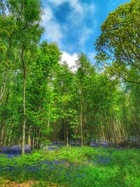 Trees in forest against sky