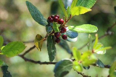 Close-up of berries growing on tree