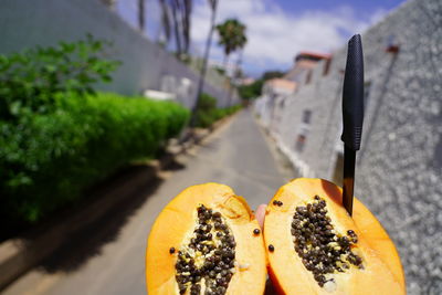 Close-up of orange fruit on plant