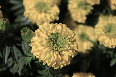 Close-up of yellow flowering plant