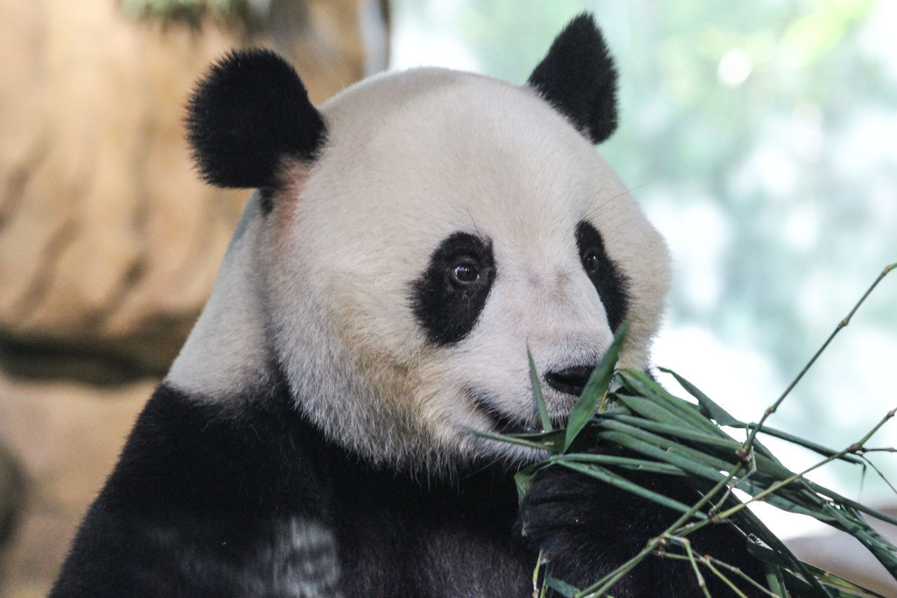 Close-up of panda