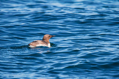 View of duck swimming in sea