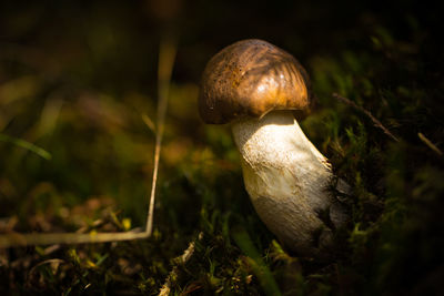 Close-up of snail on mushroom