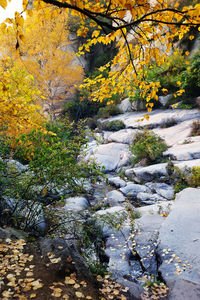 Trees in forest during autumn