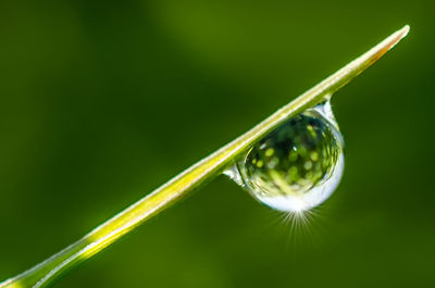 Close-up of fresh green grass