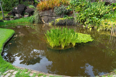 Reflection of trees in lake