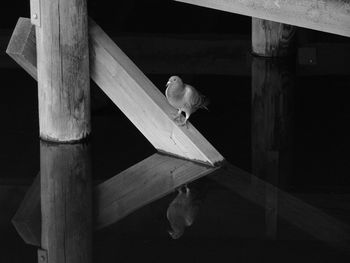High angle view of bird perching on railing