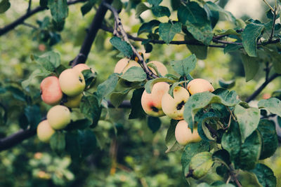 Close-up of fruits growing on tree