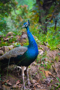 High angle view of peacock on field