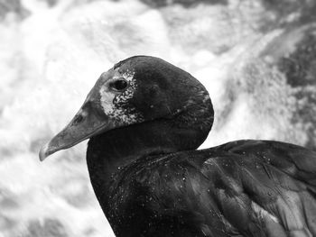 Close-up of bird