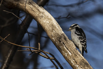 A downy woodpecker perched on a branch. picoides pubescens