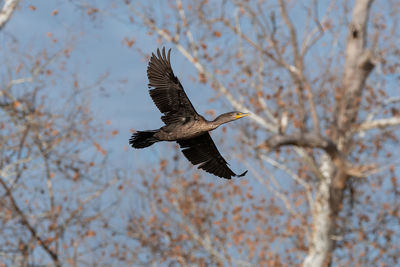 A double-crested cormorant flying past some bare trees