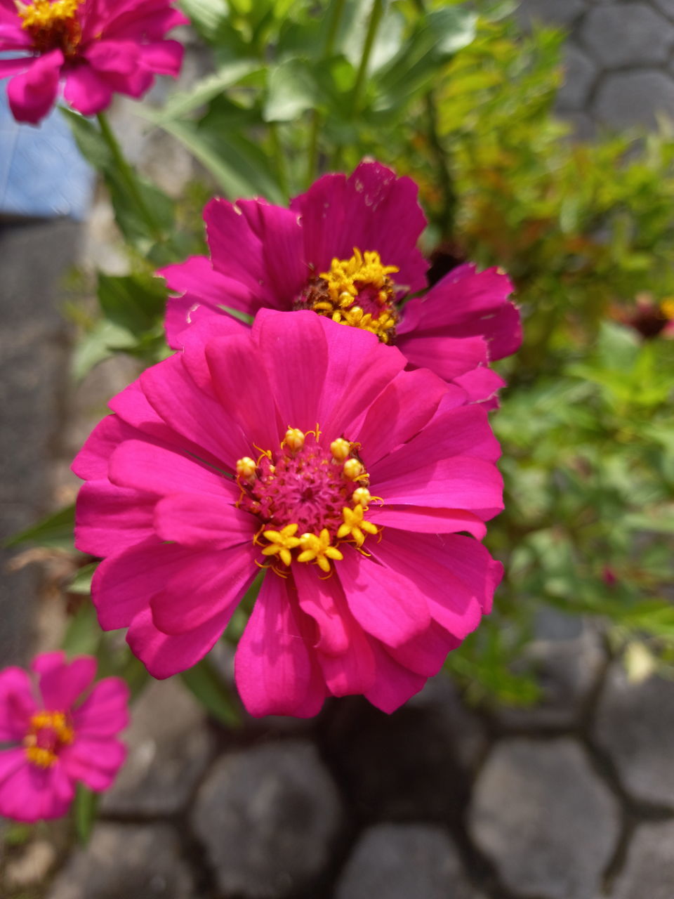 CLOSE-UP OF PINK FLOWER AGAINST BLURRED BACKGROUND