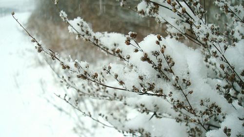 Close-up of snow covered tree