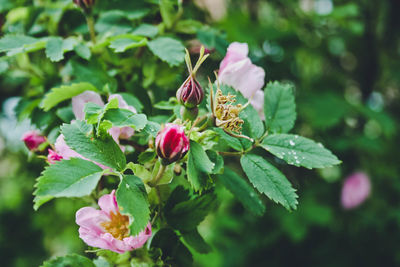 Close-up of pink flowering plant