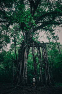 View of trees in forest