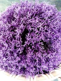 Close-up of purple flowers blooming outdoors