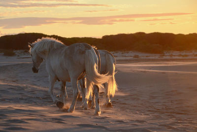 Horses on the beach