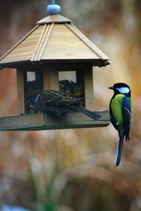 Close-up of bird perching on feeder